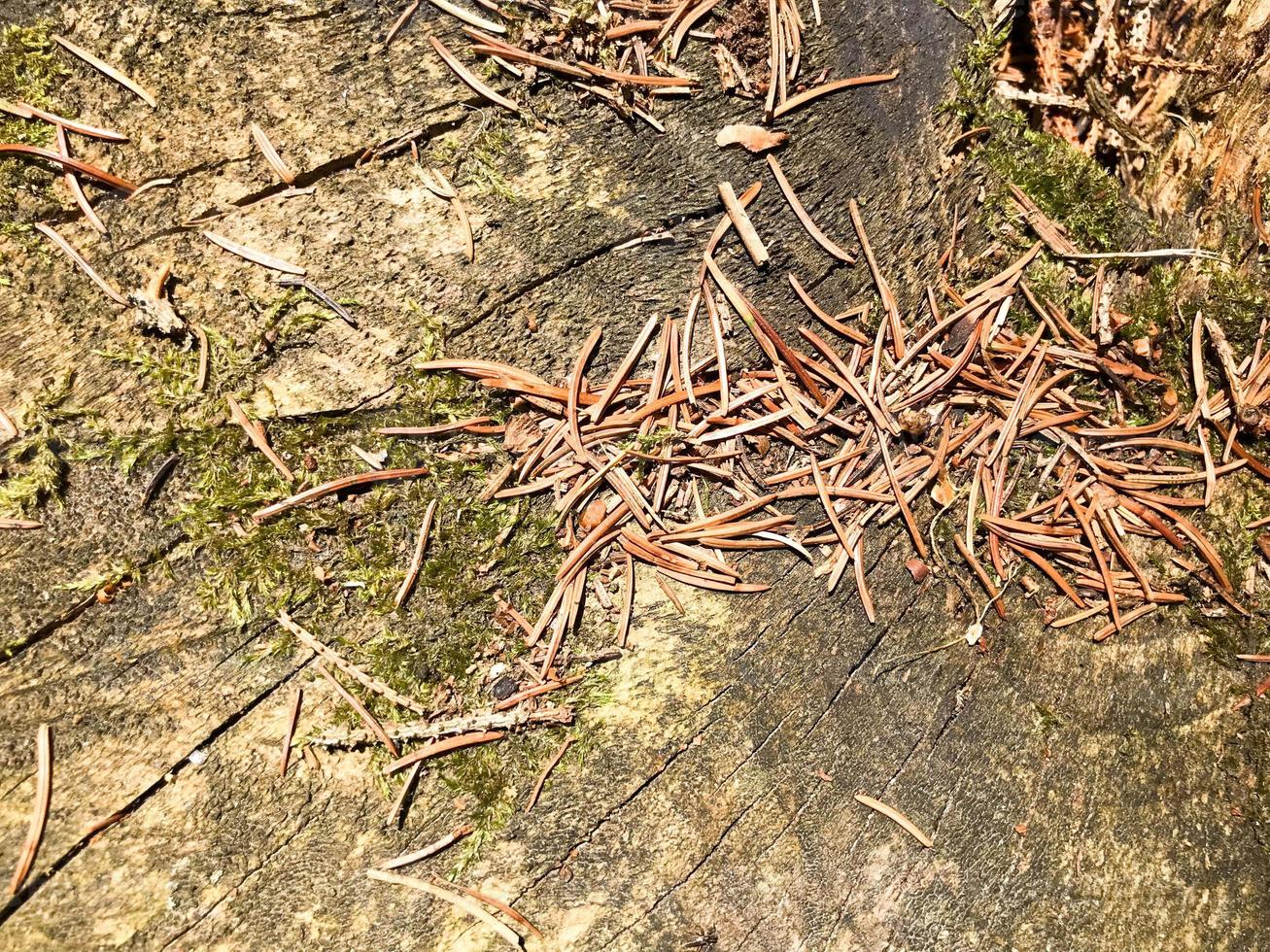 il terra, abete rosso naturale Marrone pino coni e getto muffe e copia il posto nel il conifero foresta contro il sfondo di un' Cracked albero foto