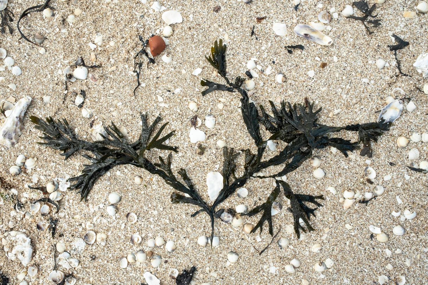 fresco mare commestibile alga marina su il sabbioso costa. superiore Visualizza. foto