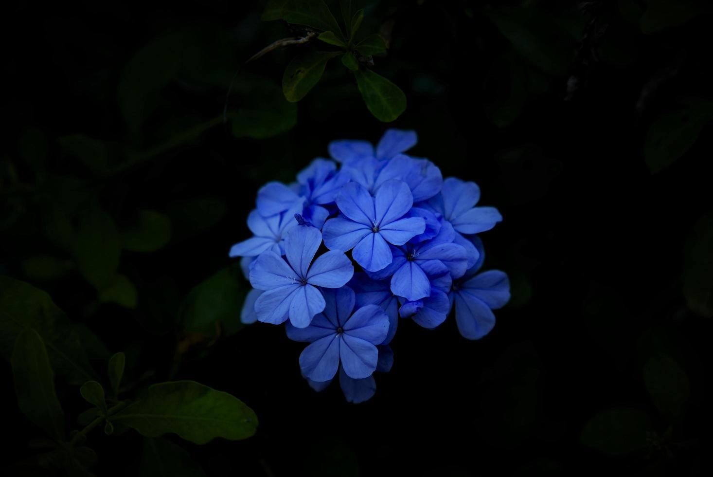 fiori nel il Filippine 2 foto