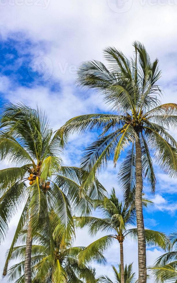 tropicale naturale palma albero noci di cocco blu cielo nel Messico. foto