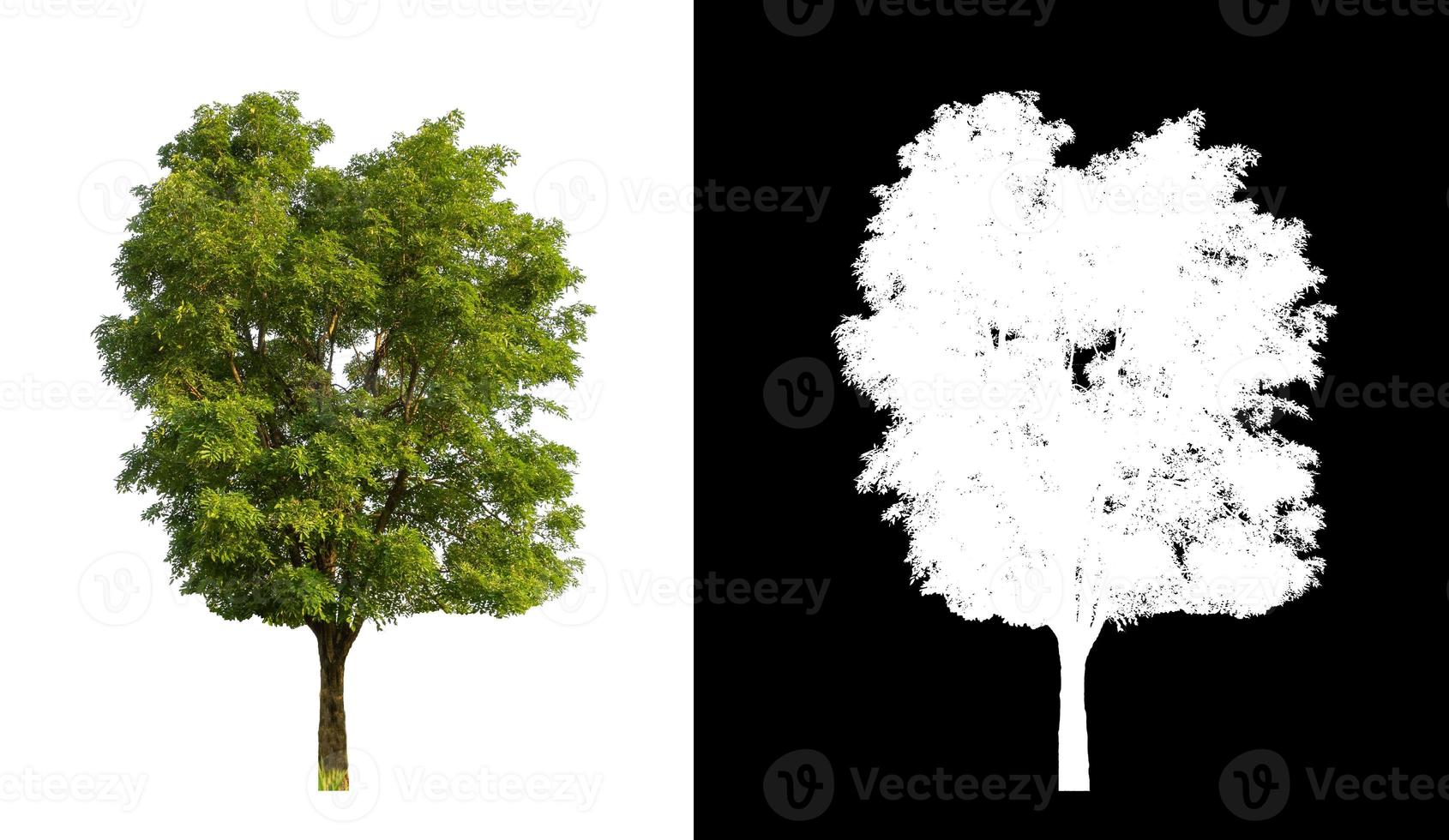 singolo albero con ritaglio sentiero e alfa canale su nero sfondo foto