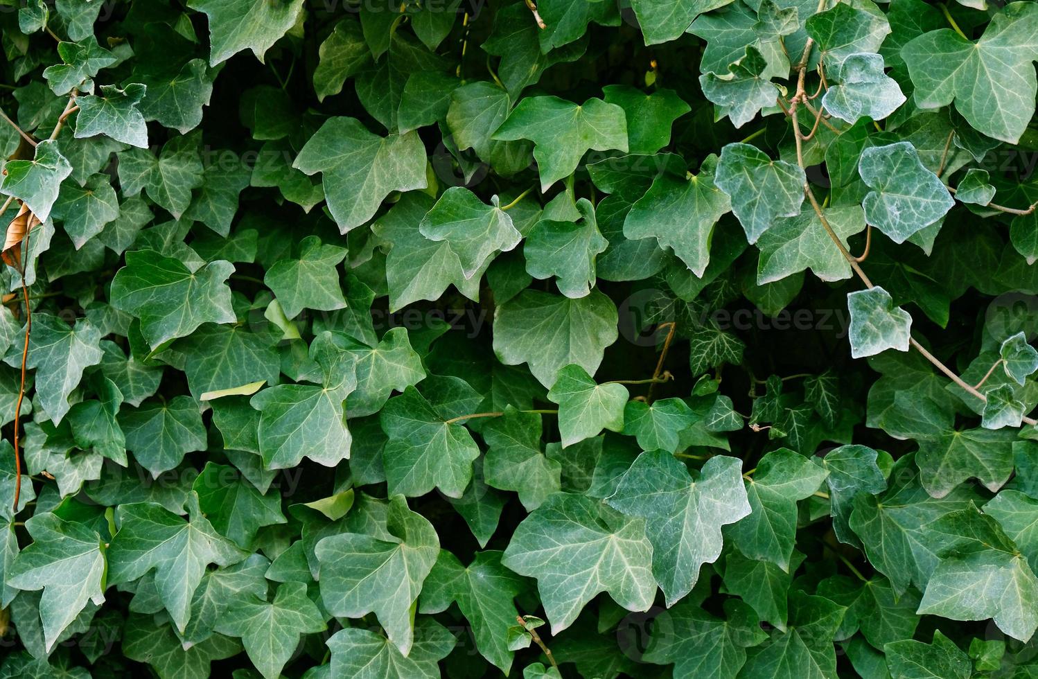 verde edera le foglie su il parete. strutturato sfondo di le foglie. verde pianta parete struttura per fondale design e eco parete e fustellato per opera d'arte. un' lotto di le foglie. foto