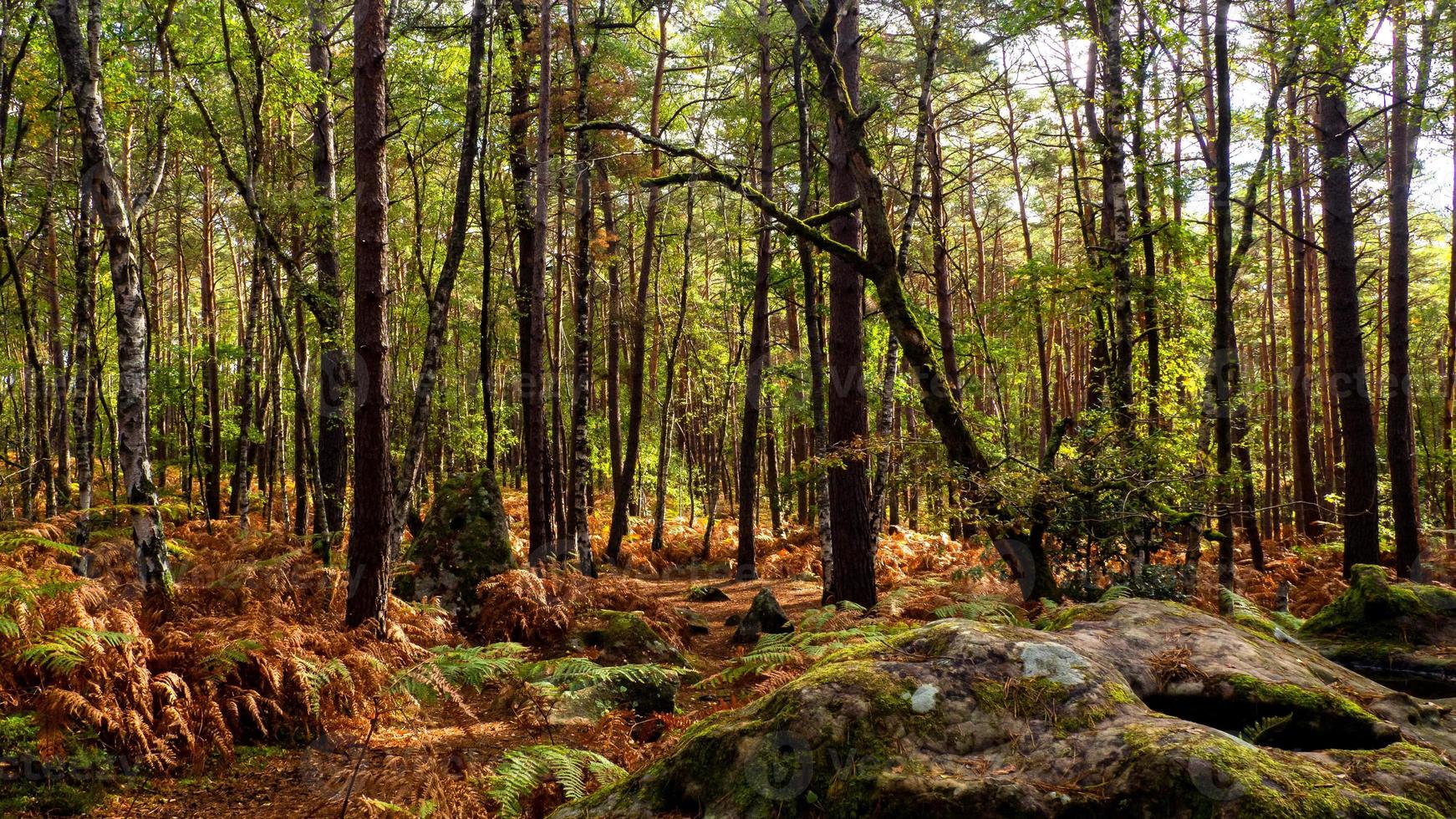 il maestoso autunno nel foresta foto