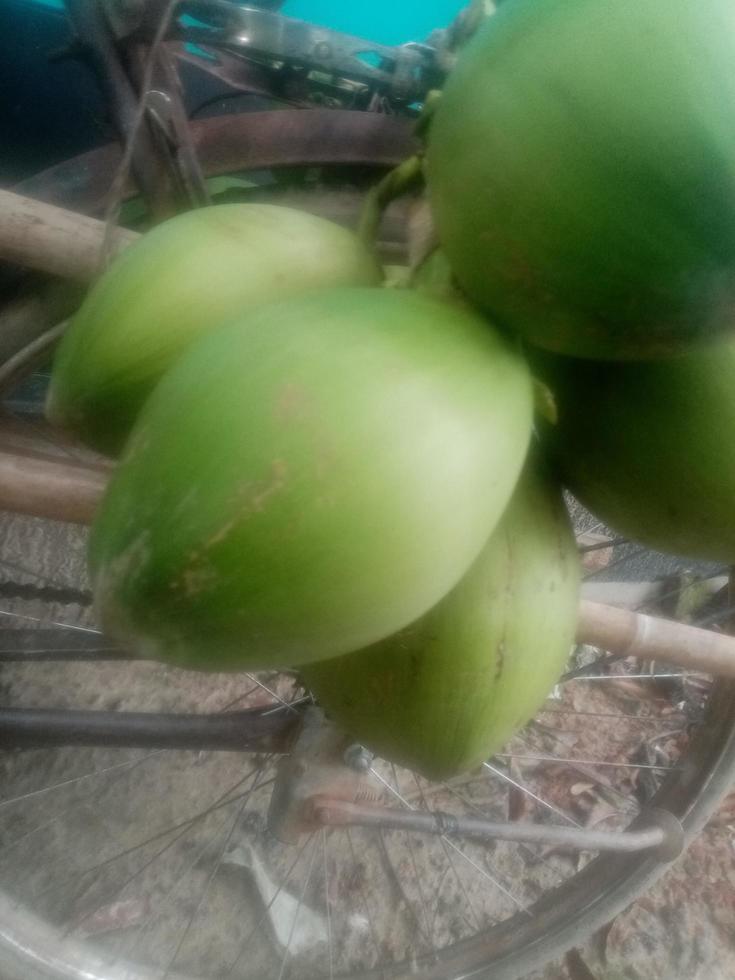 noce di cocco, sfondo, bellezza natura foto