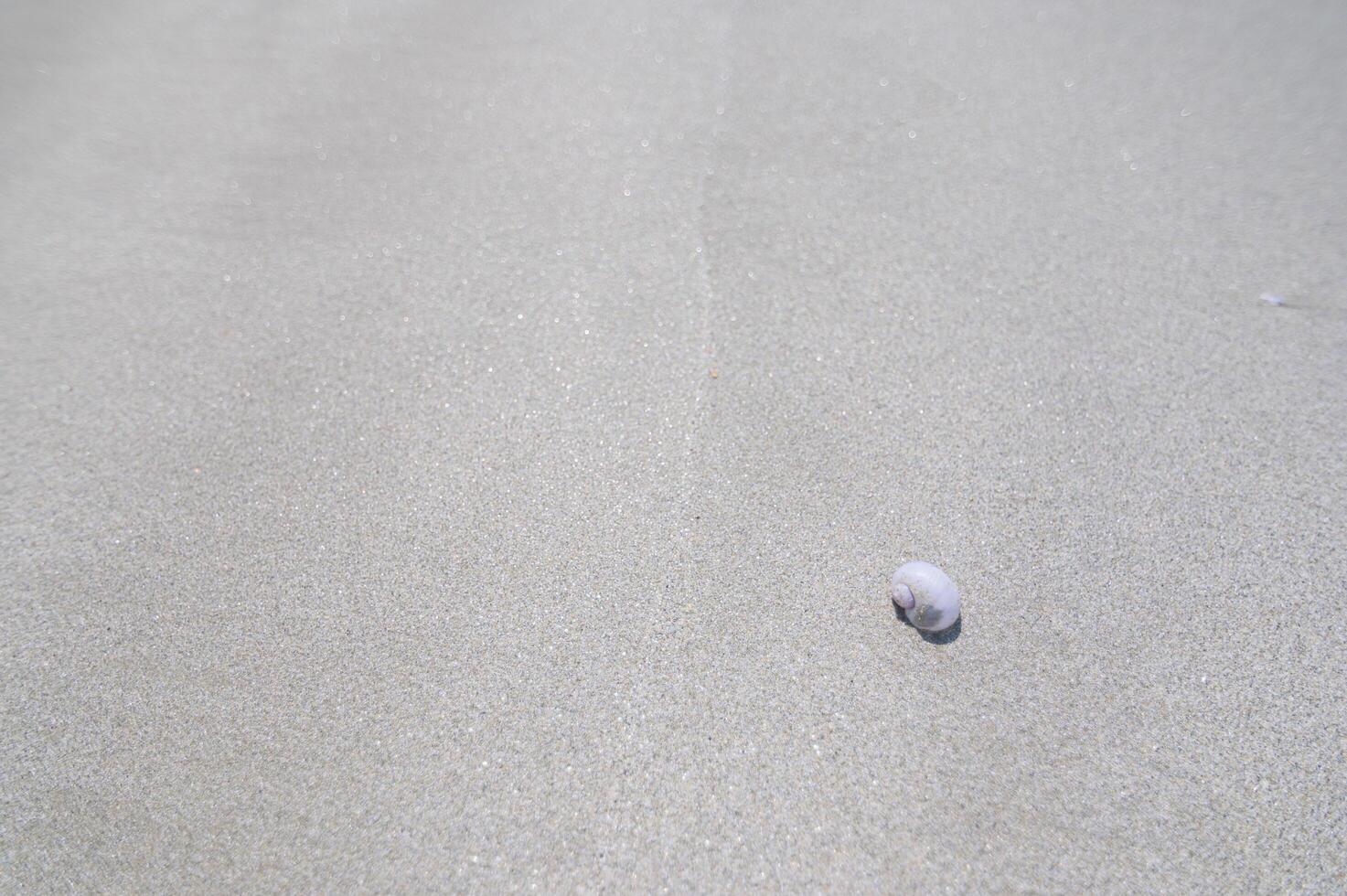 conchiglia in spiaggia foto