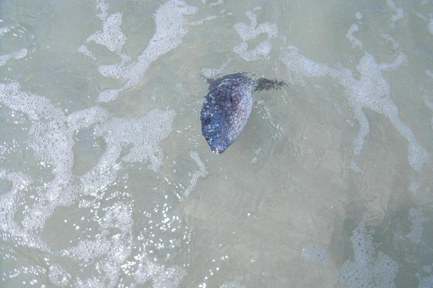 pesci morti nell'acqua in spiaggia foto