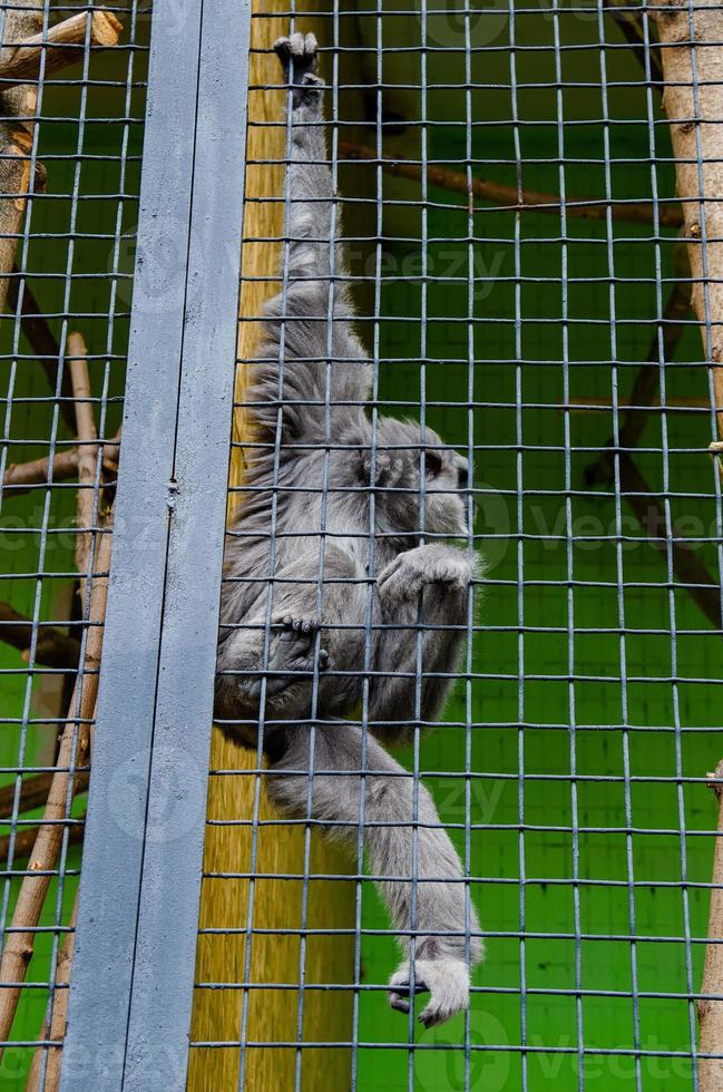 un' avvicinamento tiro di un' scimmia nel un' gabbia nel un' zoo foto