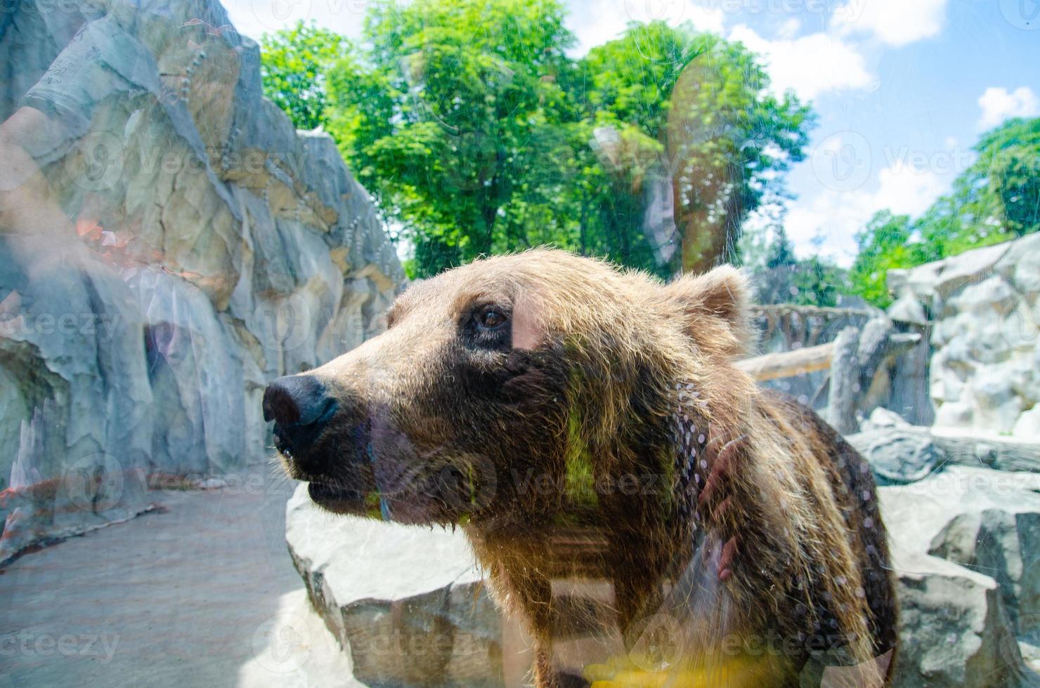animale diritti. amichevole Marrone orso a piedi nel zoo. carino grande orso pietroso paesaggio natura sfondo. animale selvaggio vita. adulto Marrone orso nel naturale ambiente. foto