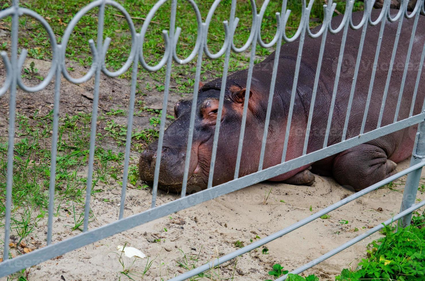 un' foto di un' ippopotamo nel un' gabbia nel un' zoo quello è divertente visitatori, un' ippopotamo quello sembra benigno e passivo può essere pericoloso