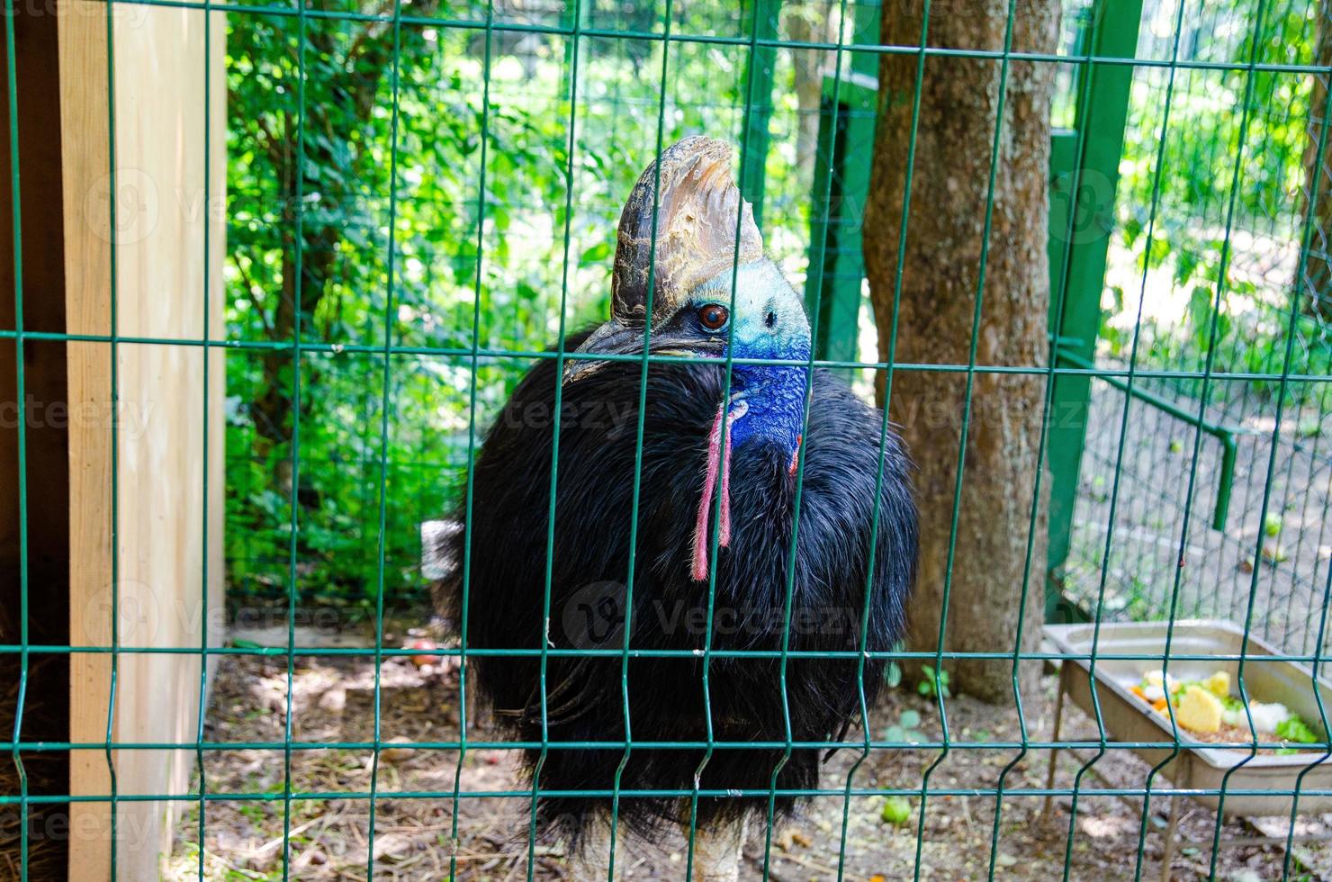 bellissimo casuario kasuari nel un' gabbia di un' zoo, un endemico animale a partire dal papua Indonesia foto