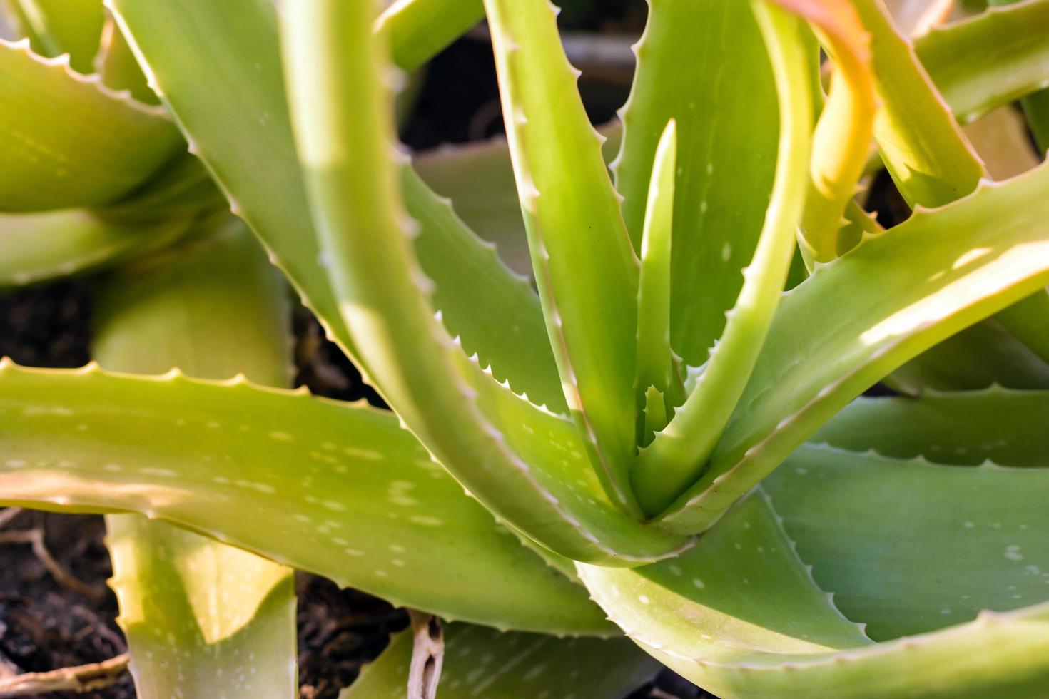 pianta di aloe vera verde foto