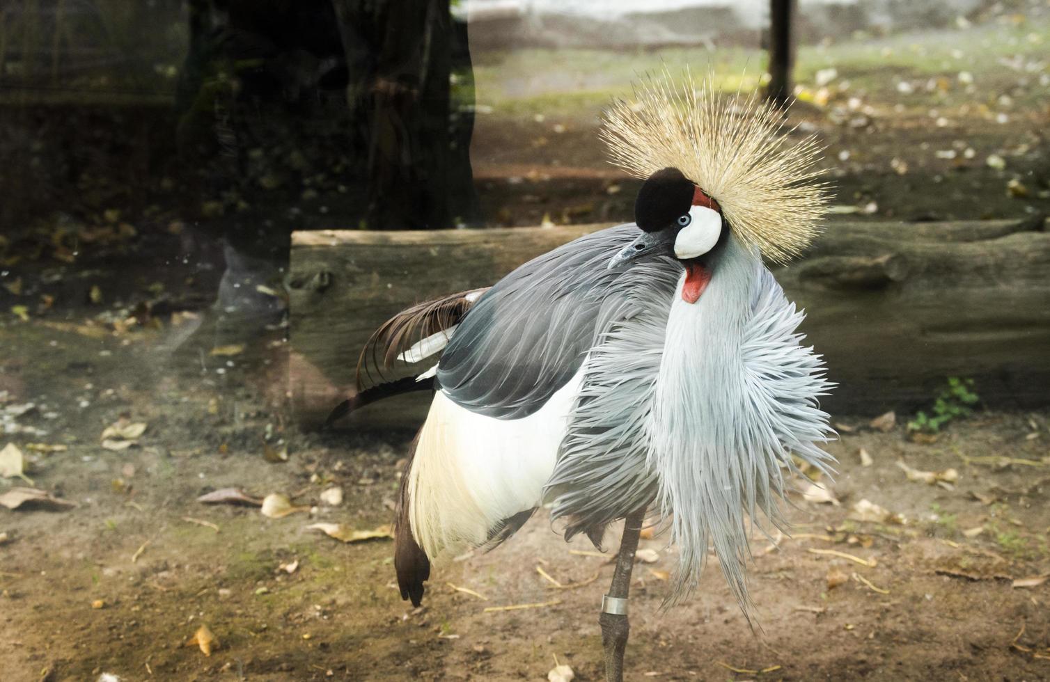 vicino su di grigio incoronato gru nel zoo foto