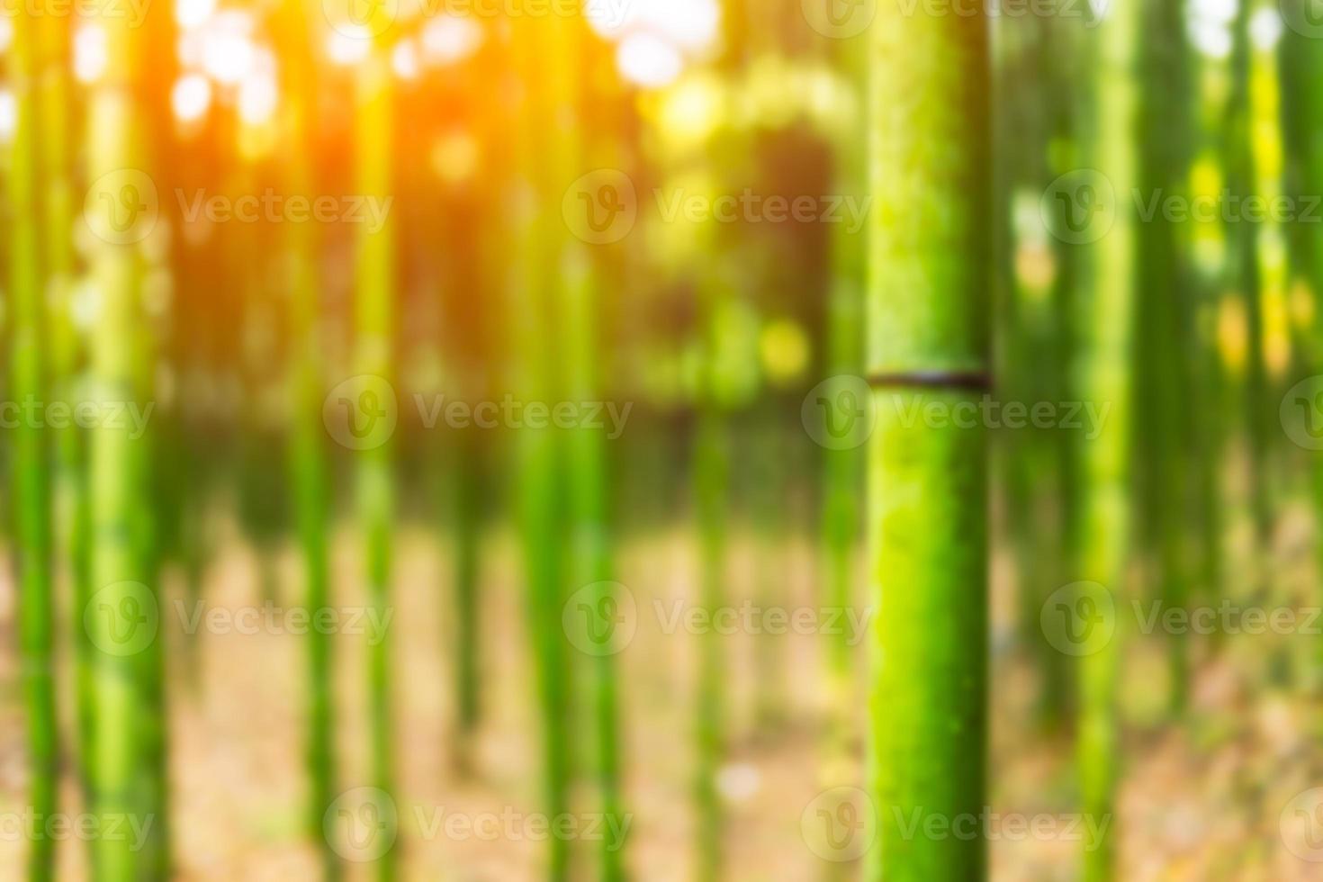 sfocatura giapponese bambù foresta per sfondo foto