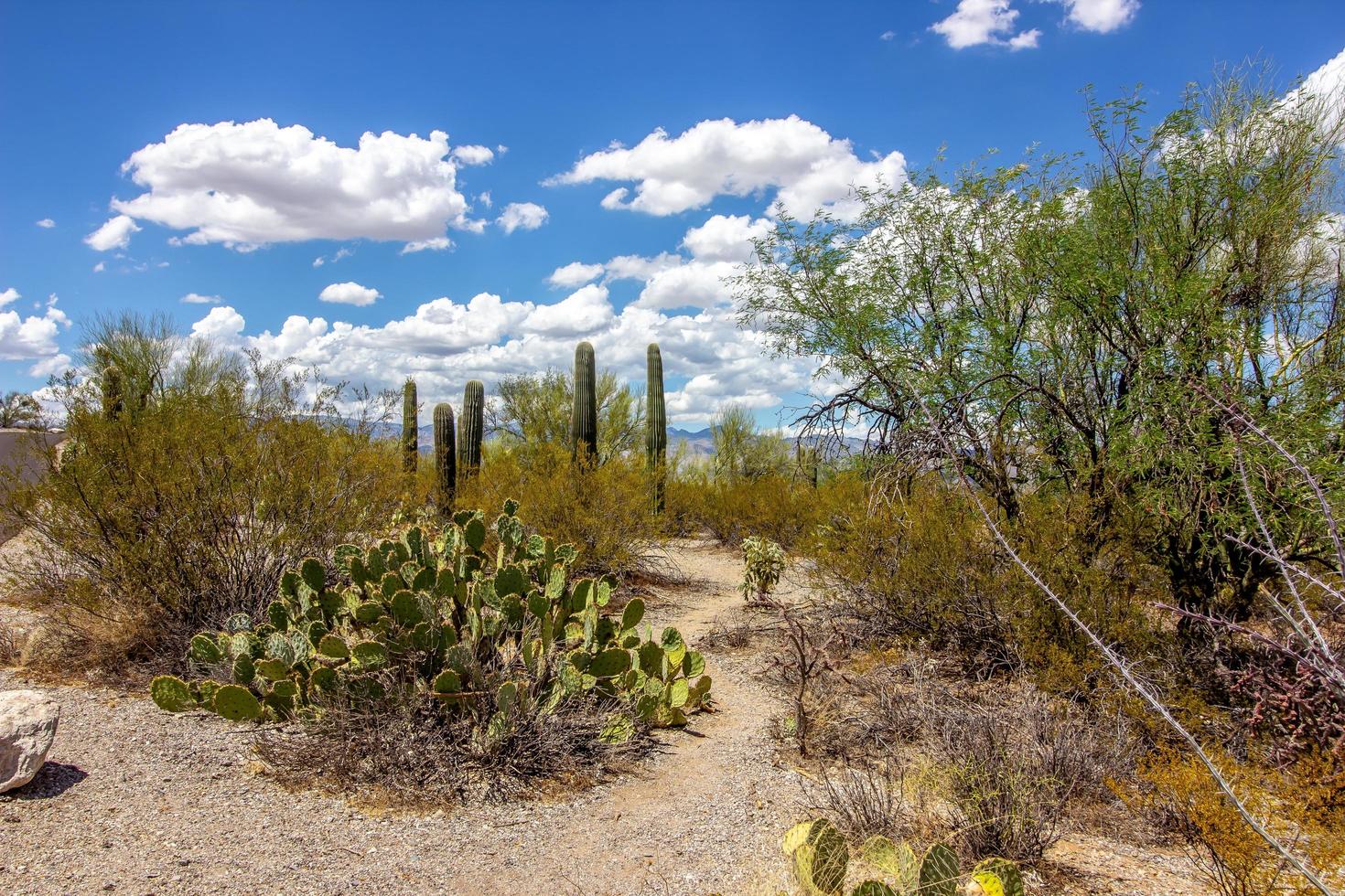 Arizona deserto pavimento con vario cactus foto
