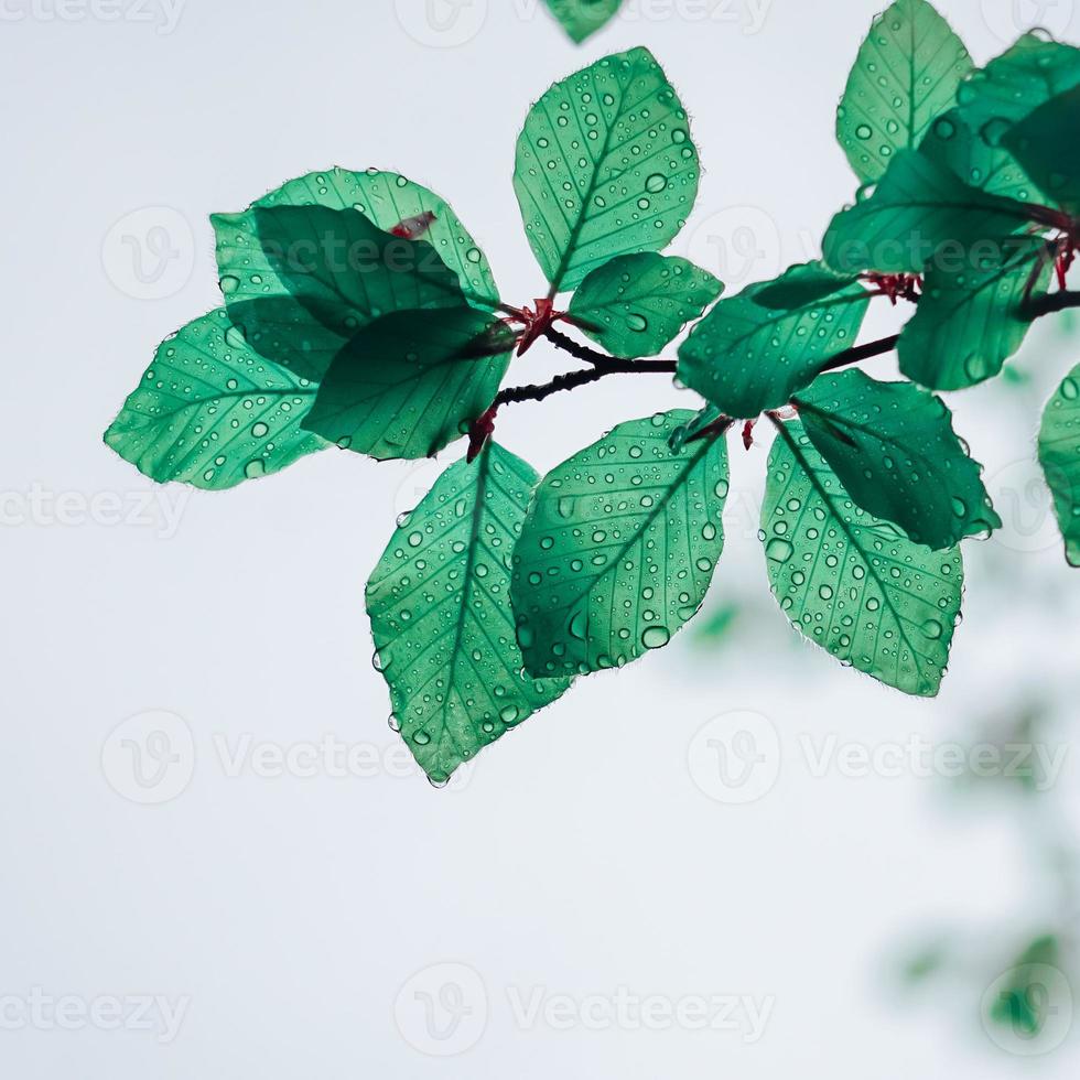 verde albero le foglie nel primavera nel piovoso giorni foto