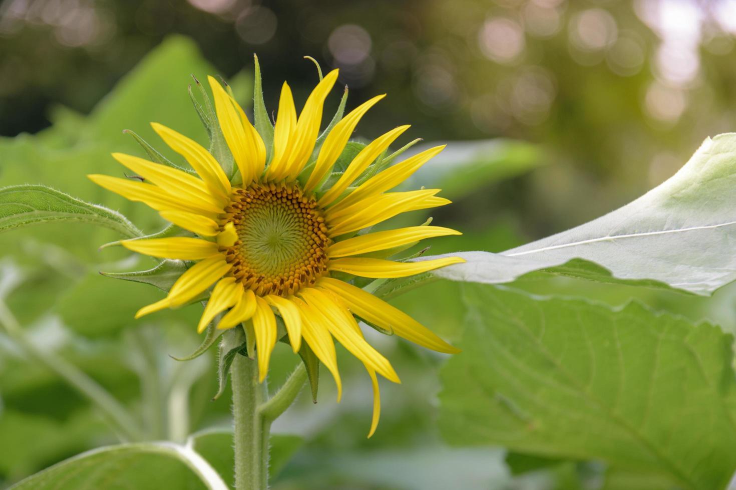 girasole luminoso in giardino foto