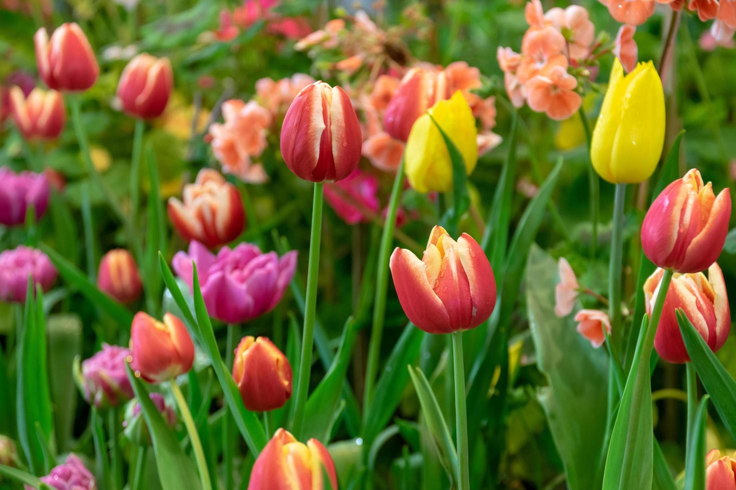 bellissimi tulipani in un giardino foto