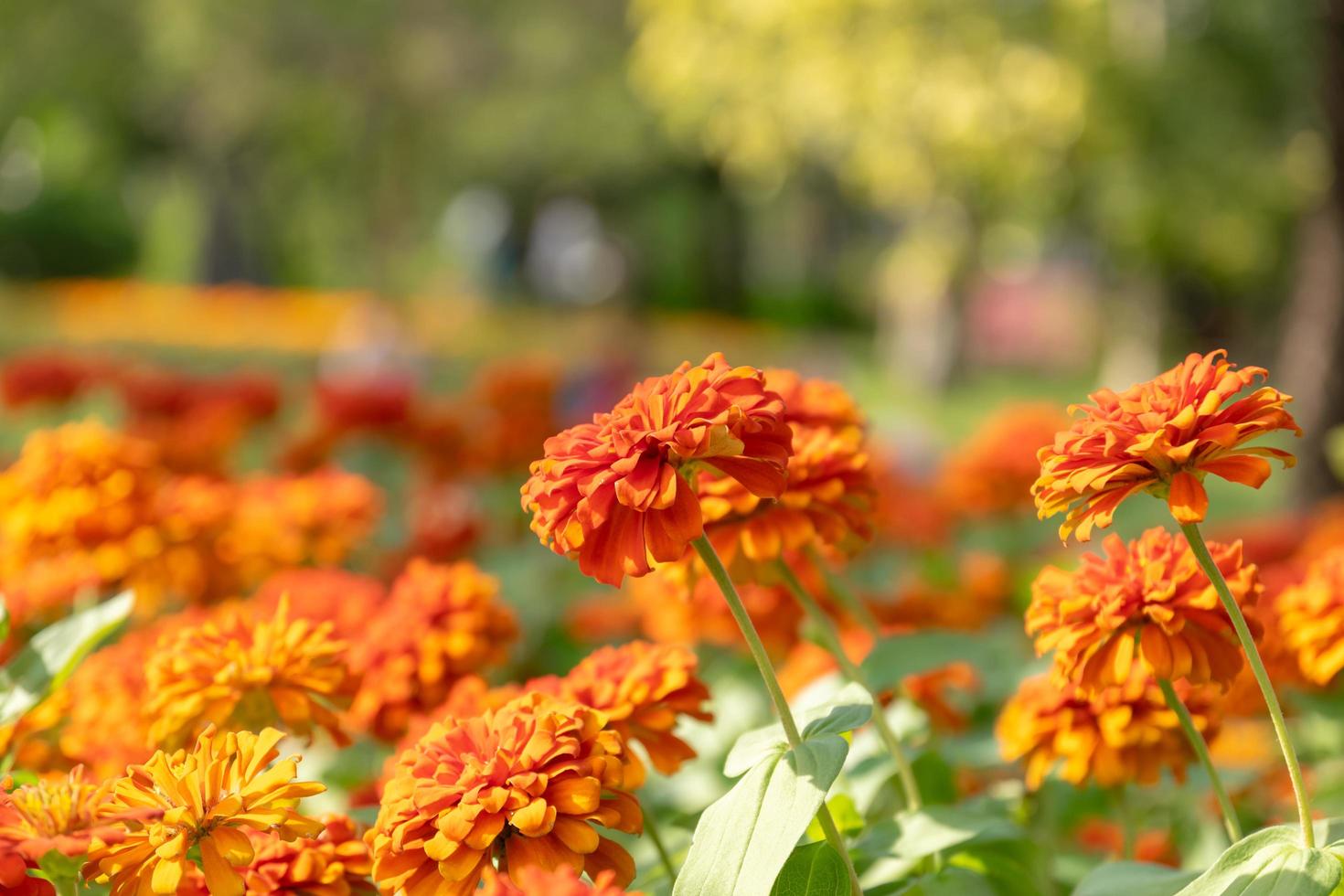 bellissimi fiori di zinnia in un giardino foto