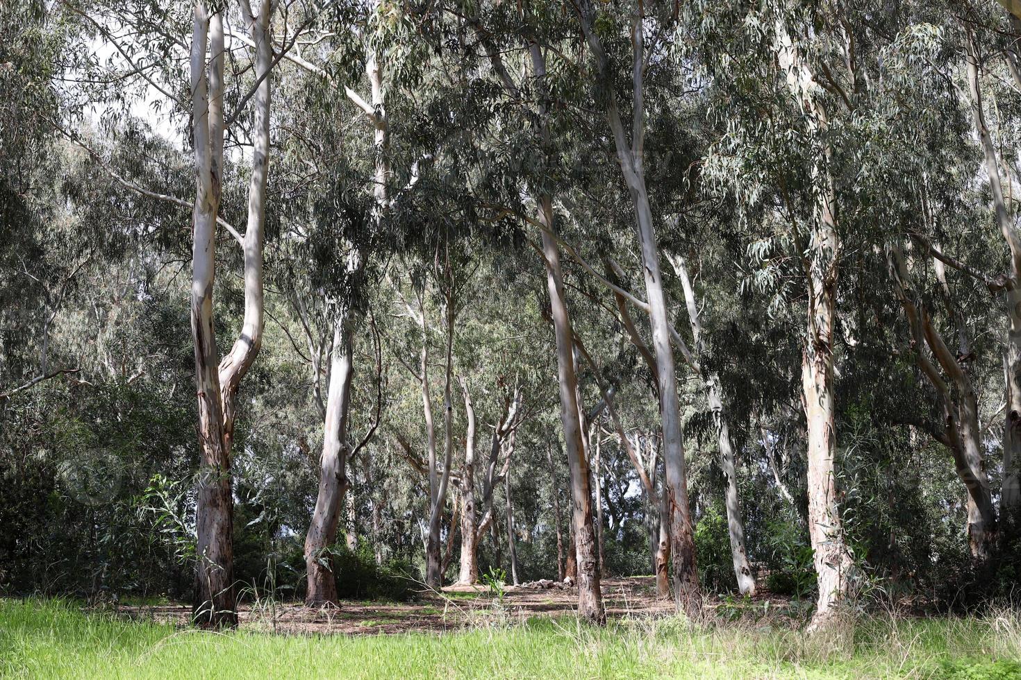 denso eucalipto foresta nel settentrionale Israele foto