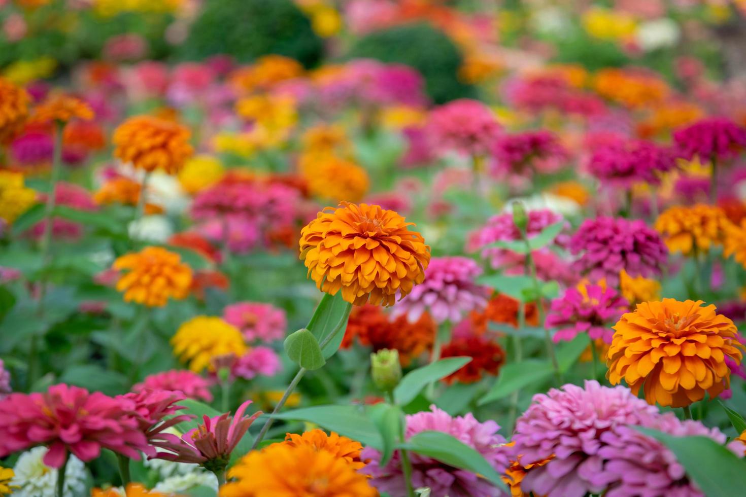 bellissimi fiori di zinnia in un giardino foto