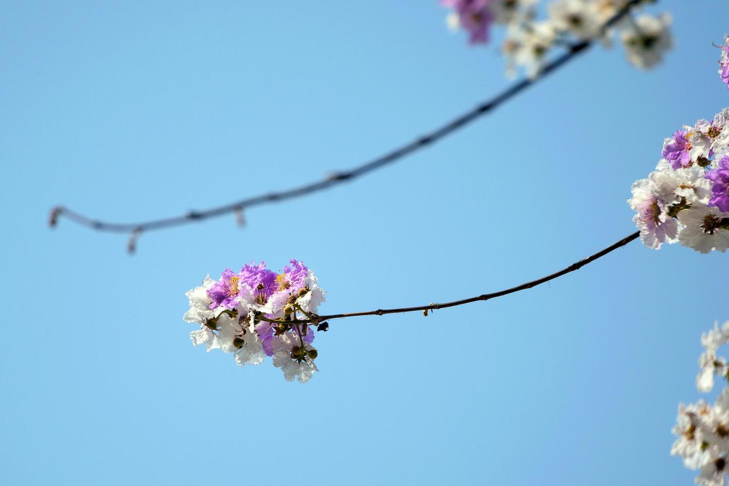 fiori di un albero di pesco nella stagione primaverile foto