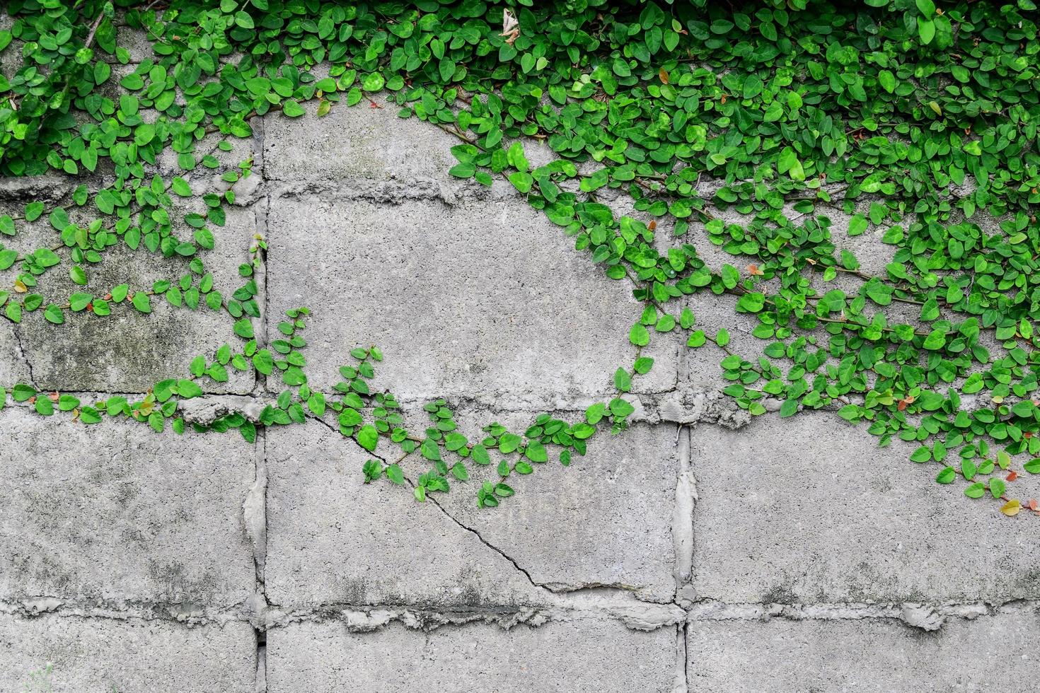 foglie verde brillante su una parete foto