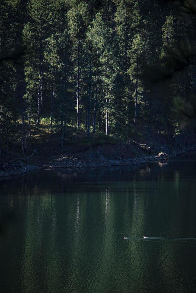 anatre sul lago foto