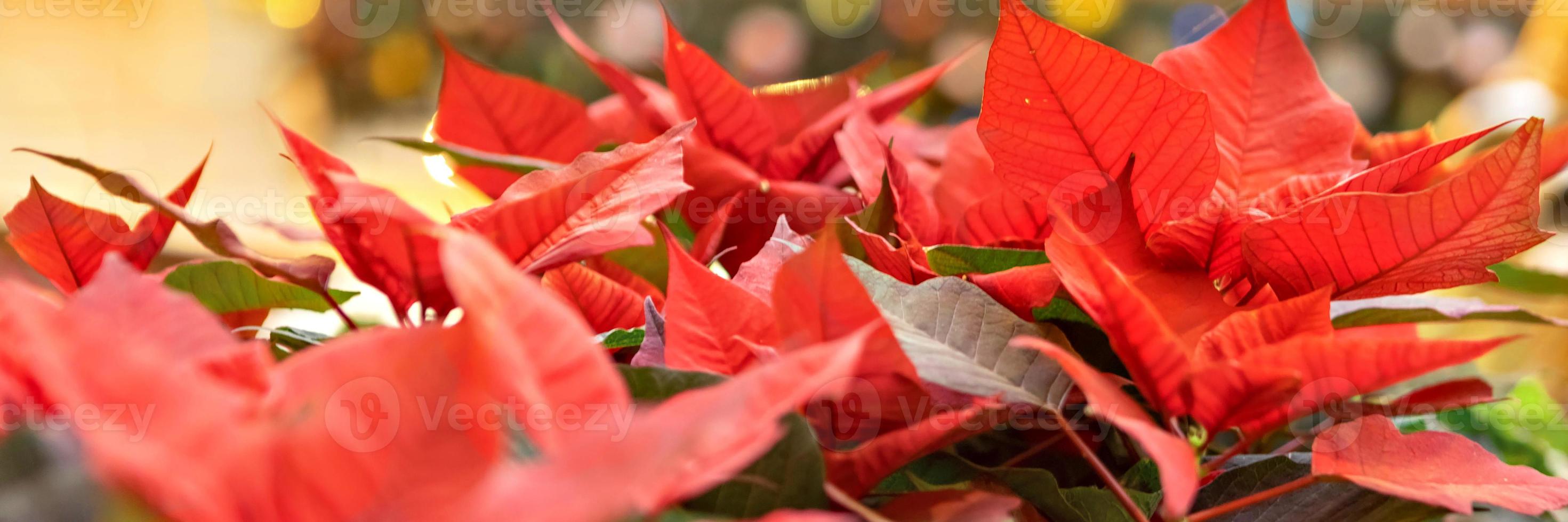 Natale rosso fiore su un' d'oro sfondo. foto