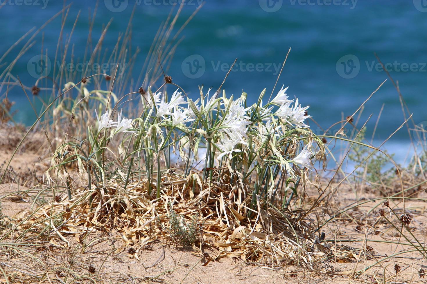 pancrasio cresce su il sabbia su il sponde di il mediterraneo mare. foto