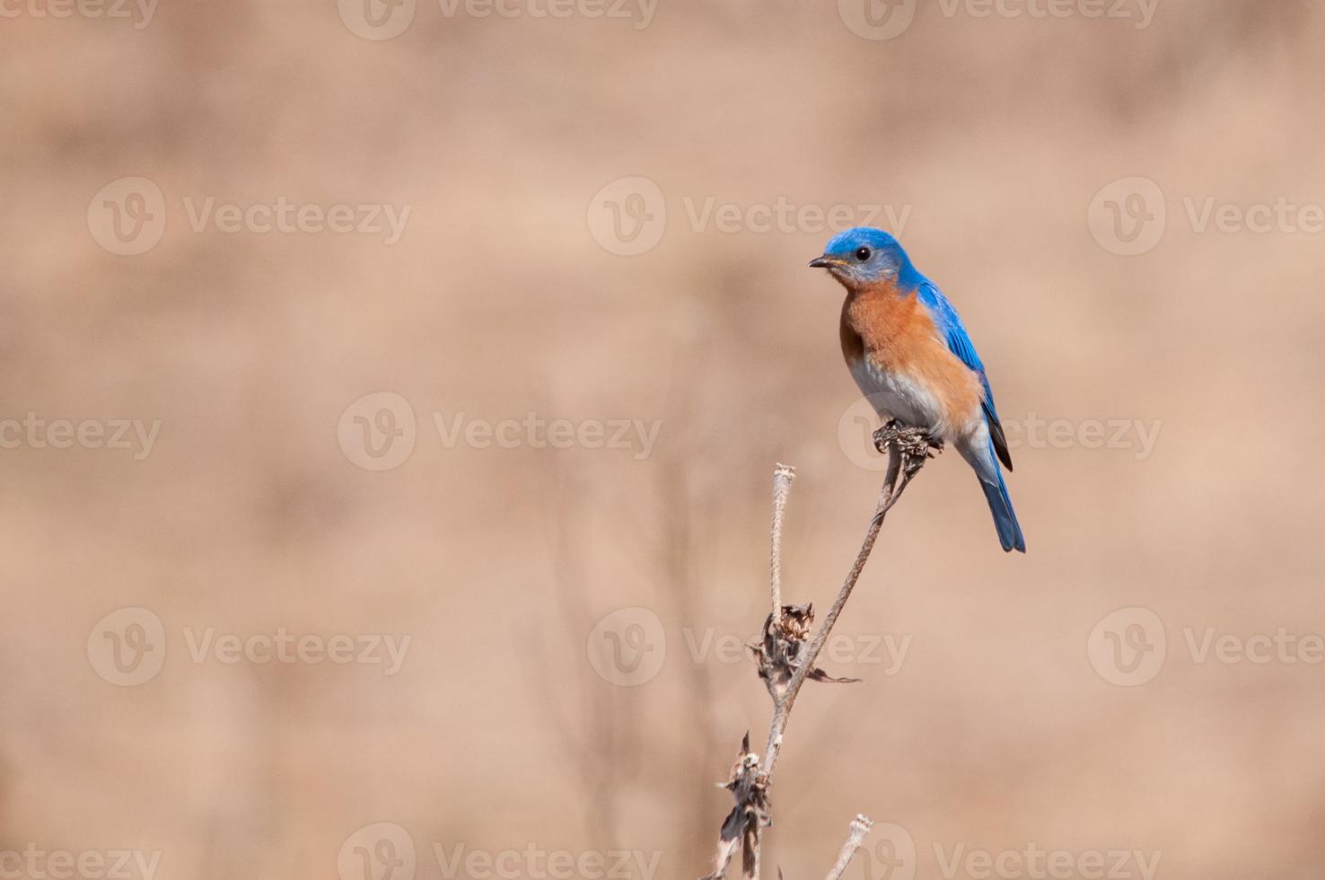 uccello azzurro orientale foto