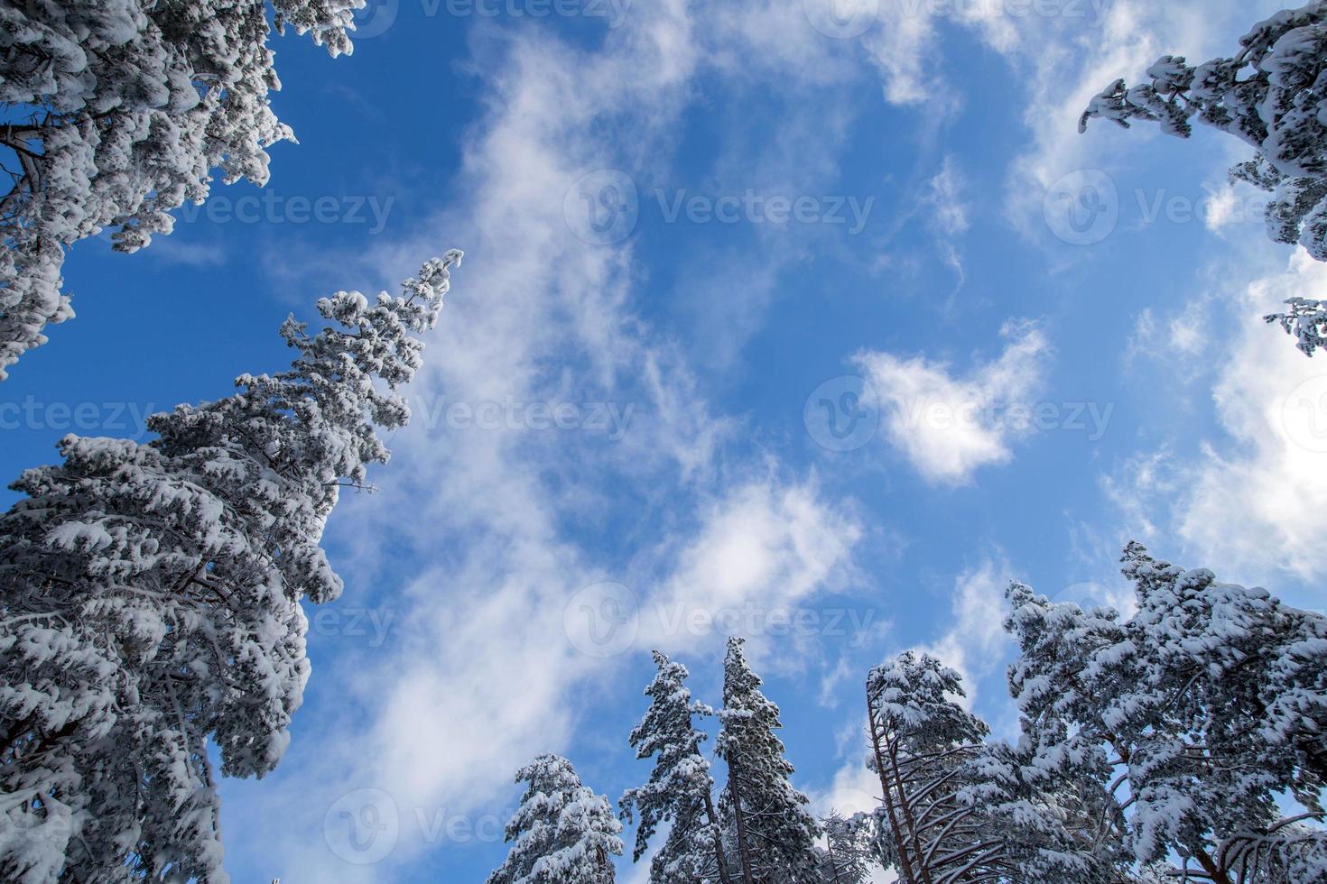 alberi sotto la neve foto