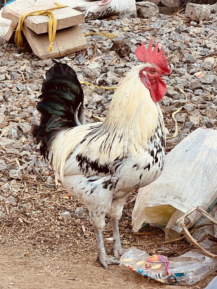 livornese pollo testa vicino su foto