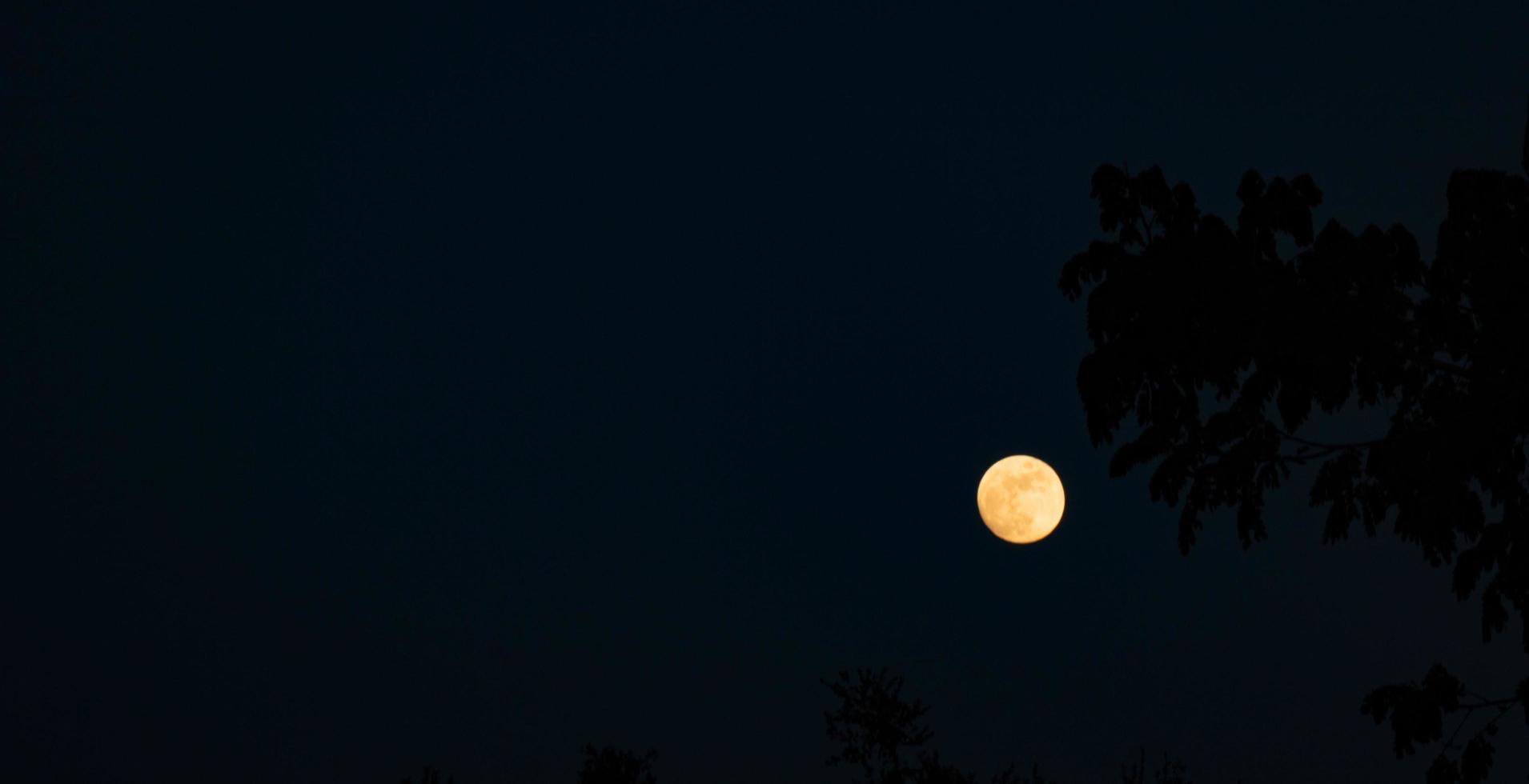 crema Luna buio cielo nero albero ombra foto