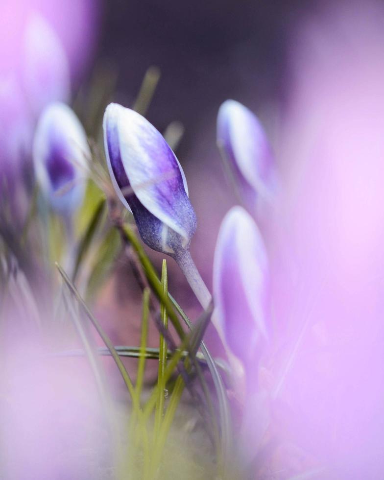 primo piano di un fiore viola foto