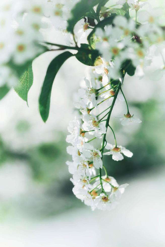 primo piano di fiori bianchi foto