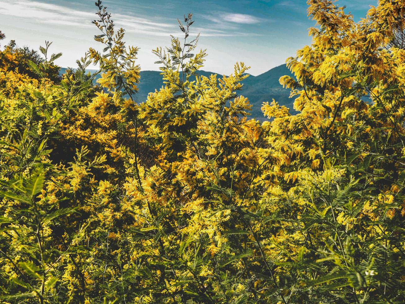 mimose vicino a cannes in costa azzurra foto