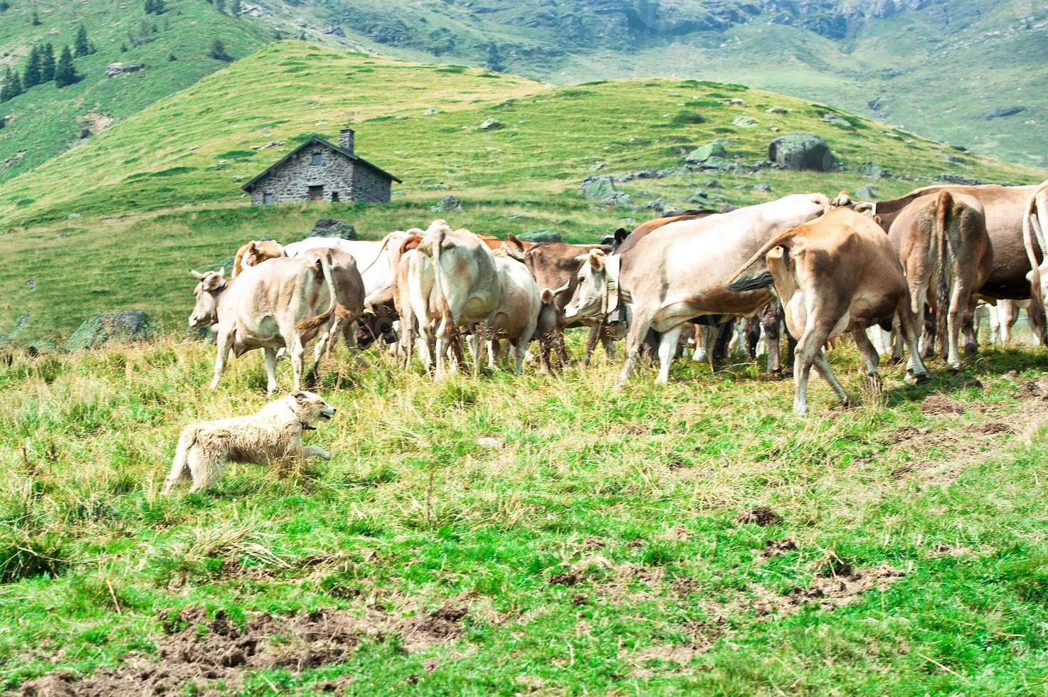 bergamo pastore cane lavori per portare insieme un' mandria di mucche foto