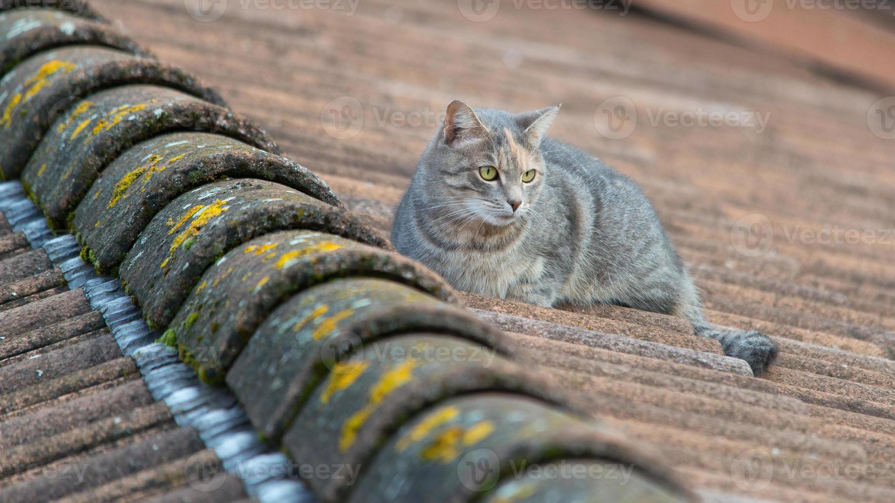 gatto su tetti foto