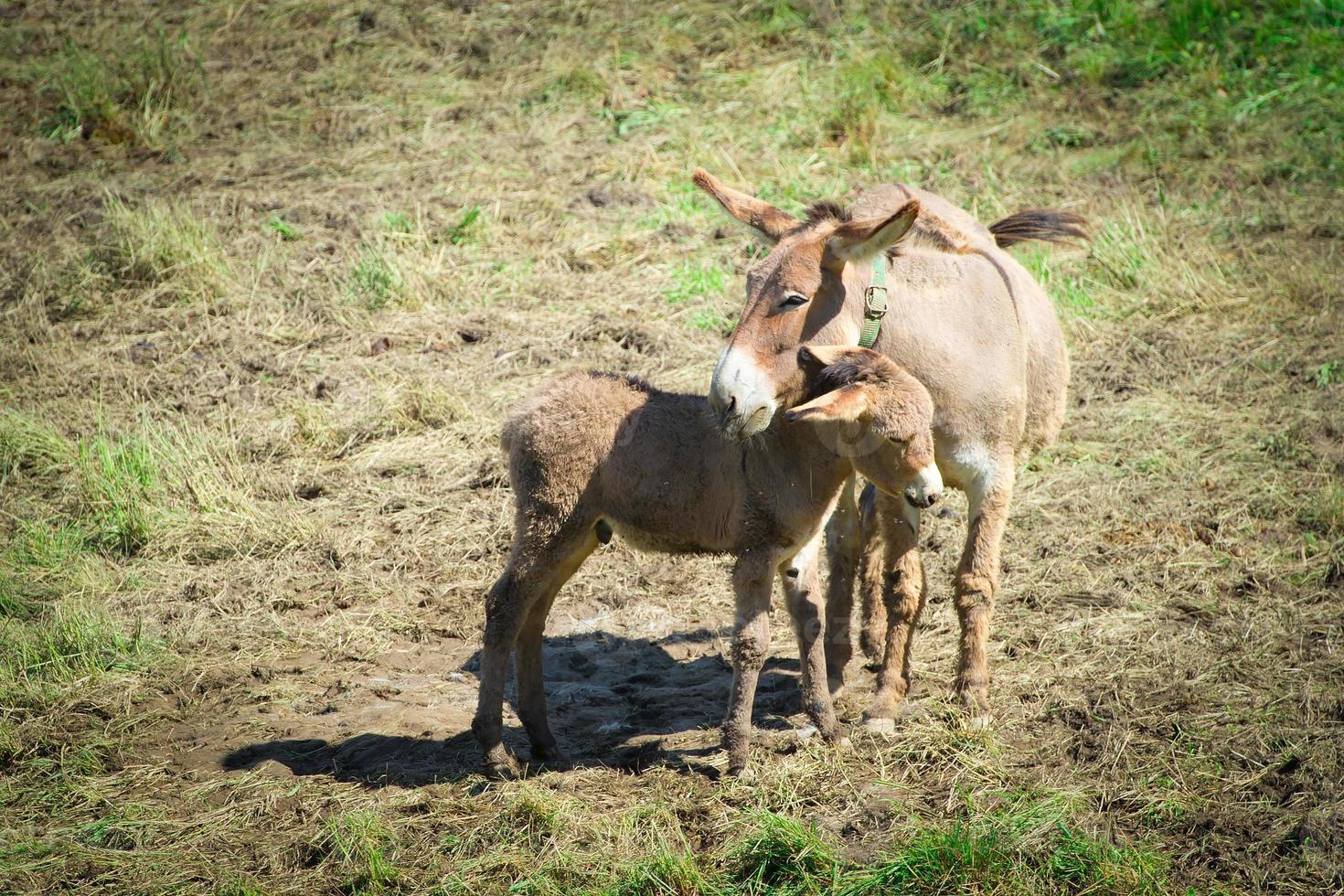 mamma cavallo con piccolo foto