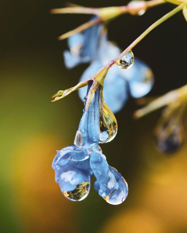 primo piano di fiori blu con gocce di pioggia su di essi foto