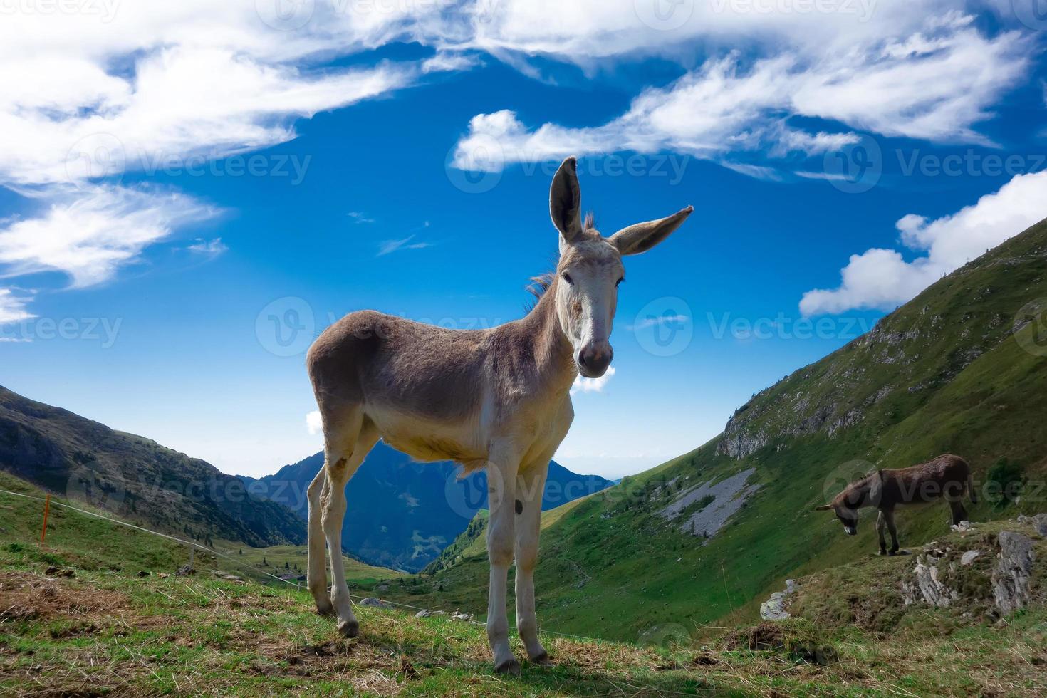 piccolo cavallo nel il montagna pascoli su il Alpi foto