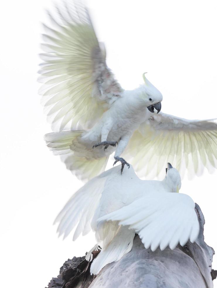 due cacatua che combattono foto