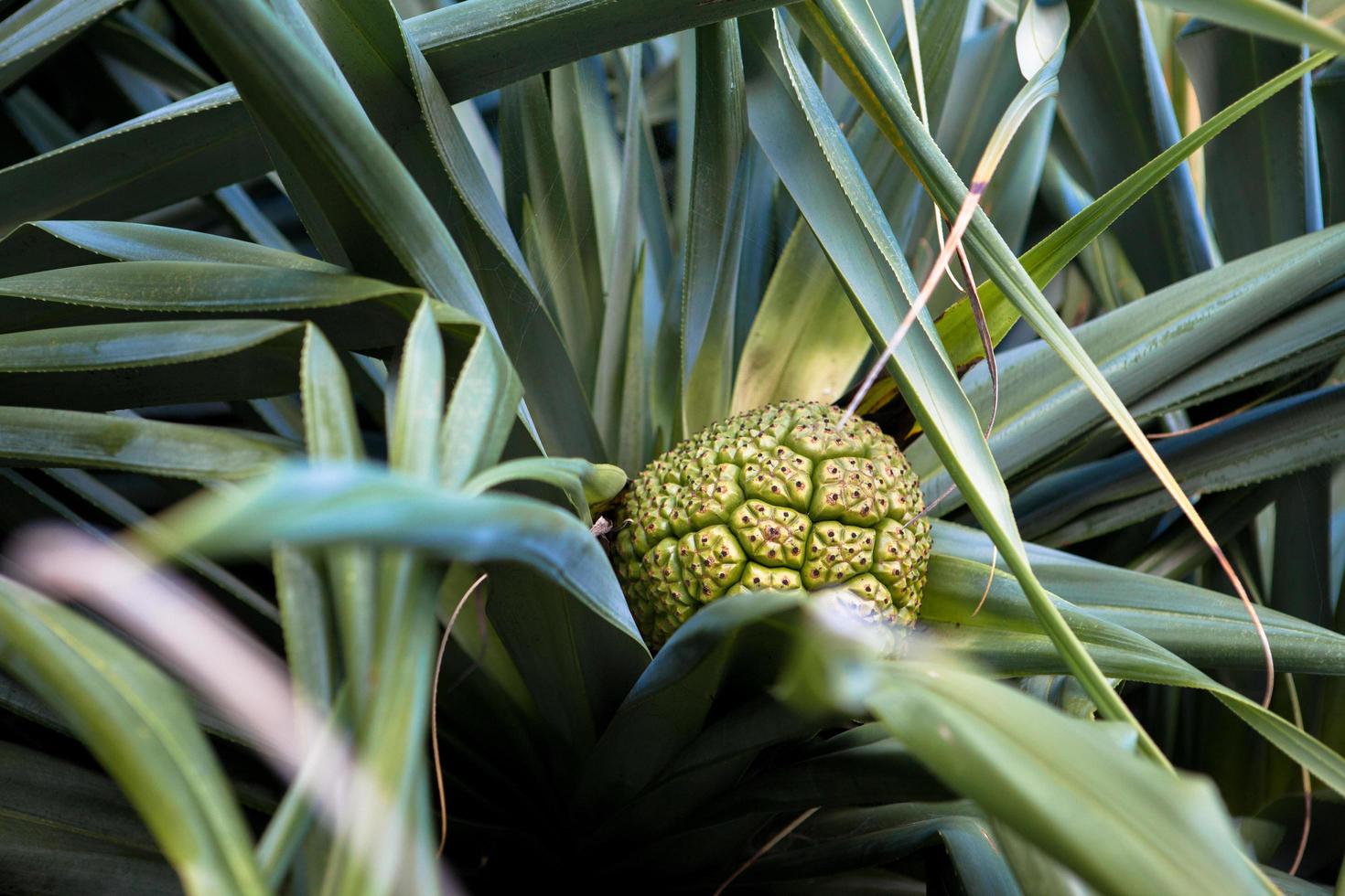 primo piano di una pianta di ananas foto