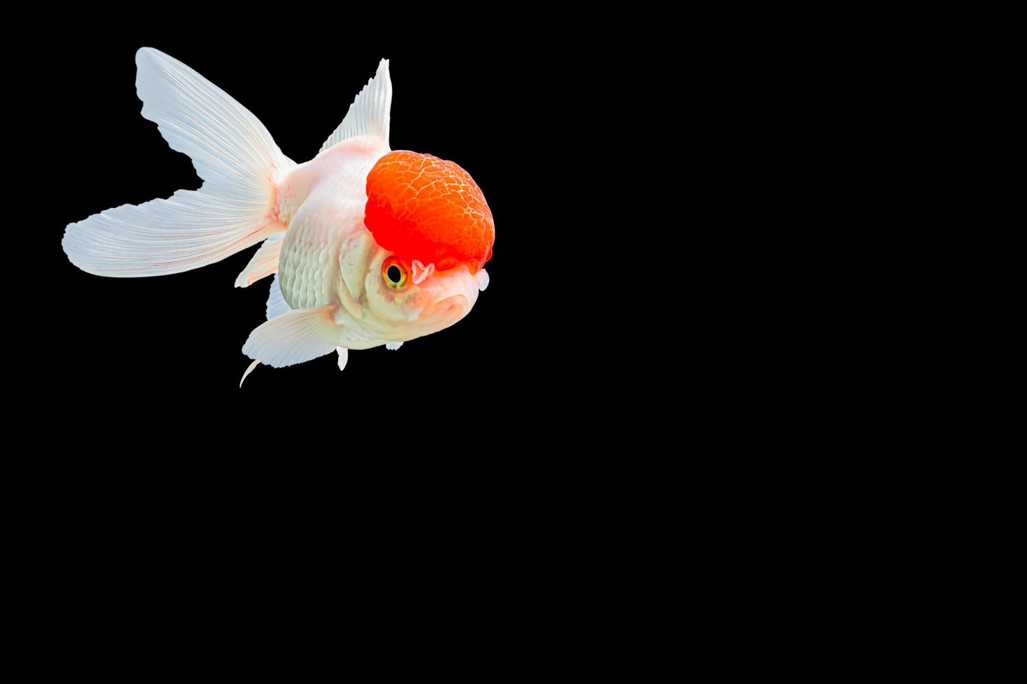 pesce rosso testa di leone o pesce rosso ranchu foto