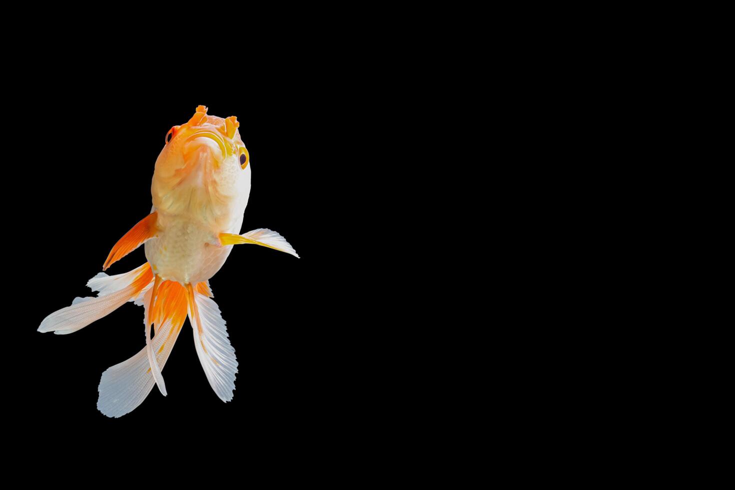 oranda pesce rosso bianco e arancione foto