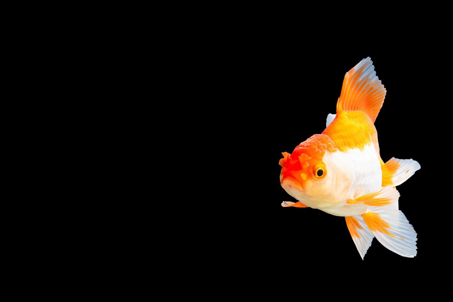 oranda pesce rosso bianco e arancione foto