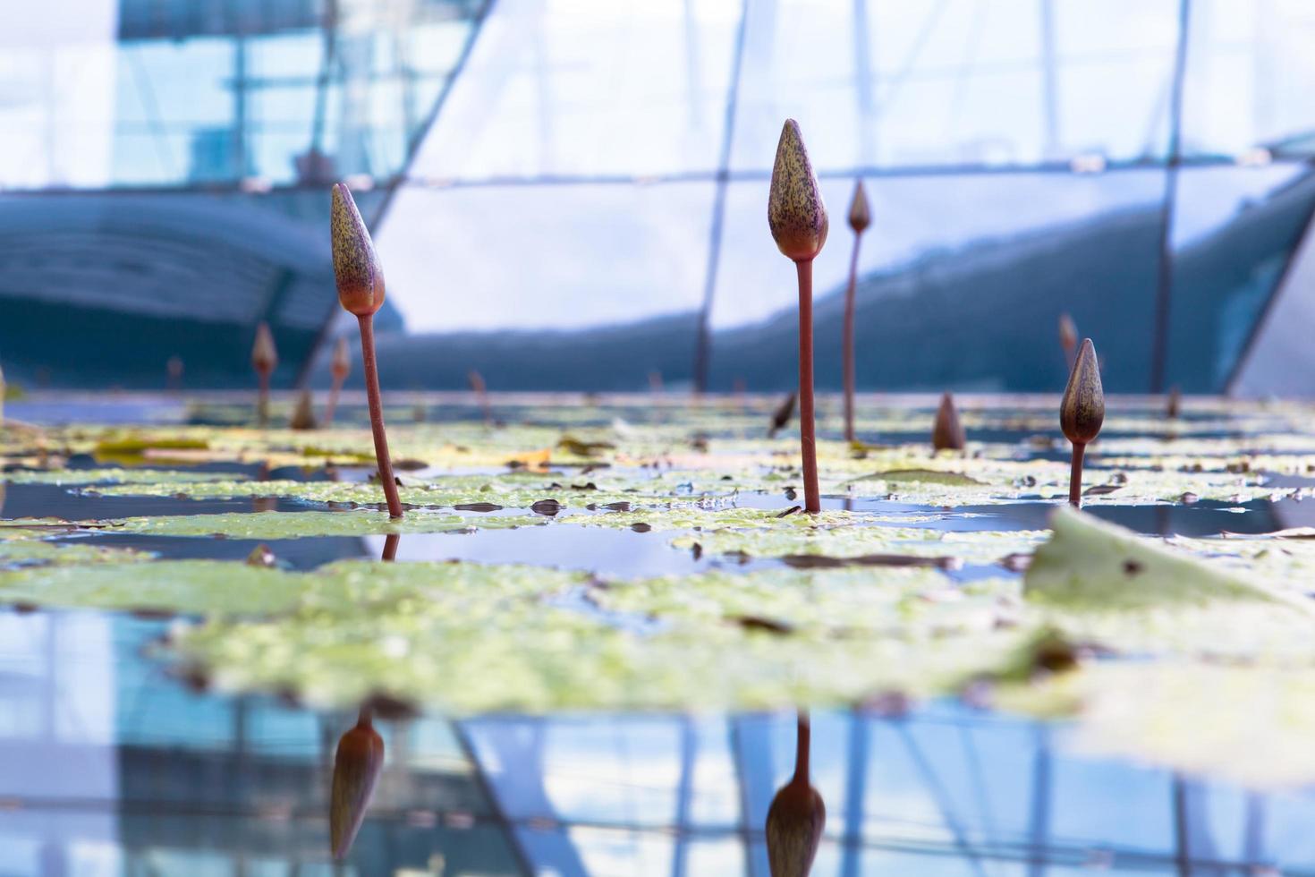 giardini botanici di singapore, singapore, 2020 - primo piano delle ninfee in una serra foto