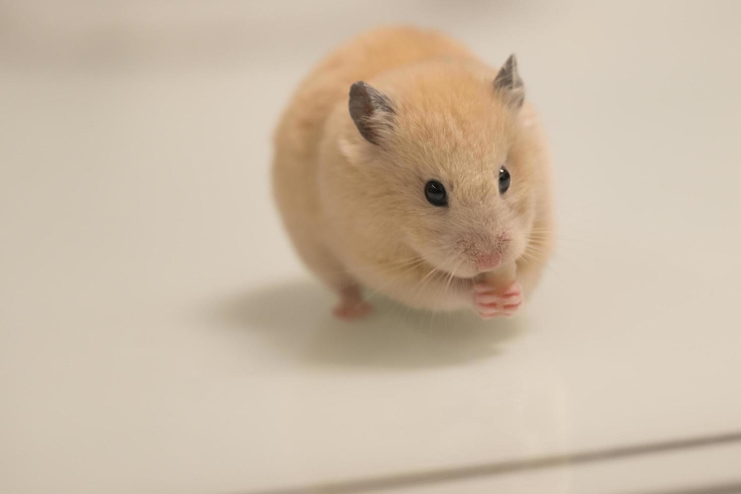 un' criceto su un' bianca sfondo avidamente cose cibo dietro a suo guance. foto