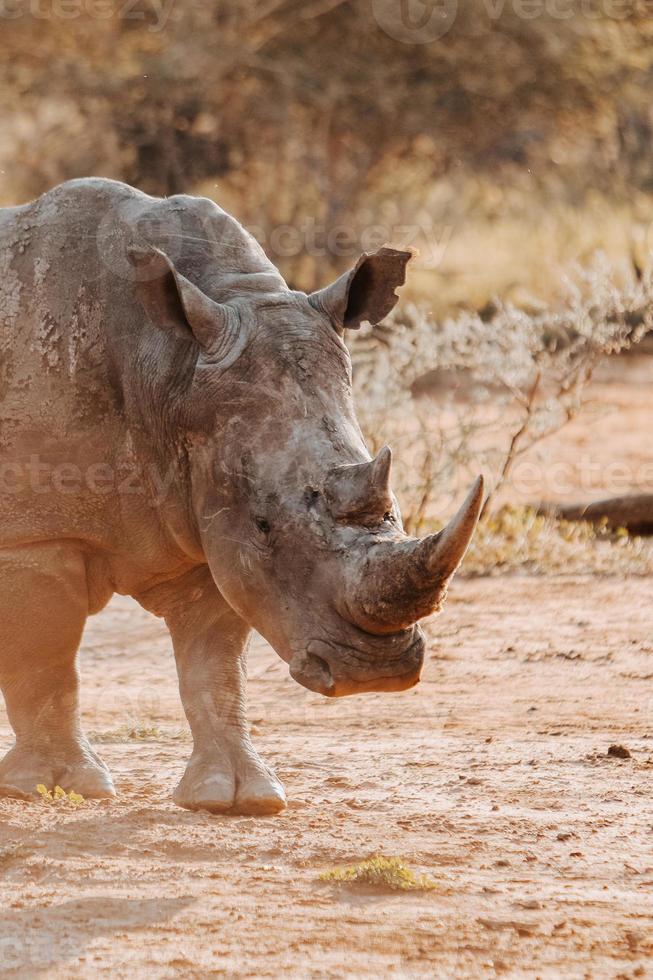 in via di estinzione bianca rinoceronte foto