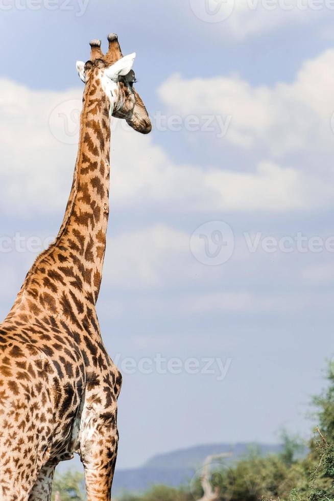 giraffa, Sud Africa foto